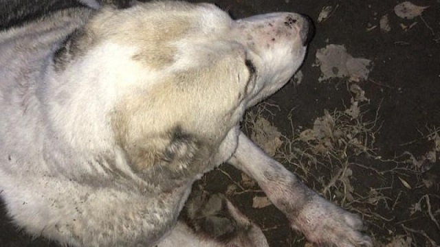 «Бросили умирать»: Избитую собаку усыпили на глазах прохожих