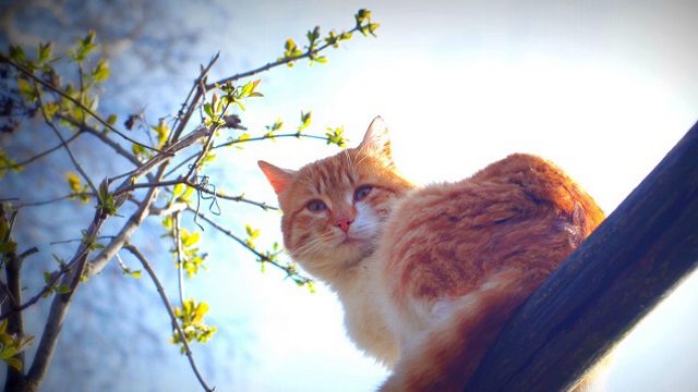 «Рыжик, это я»: Спасение полицейскими кота в ВКО попало на видео