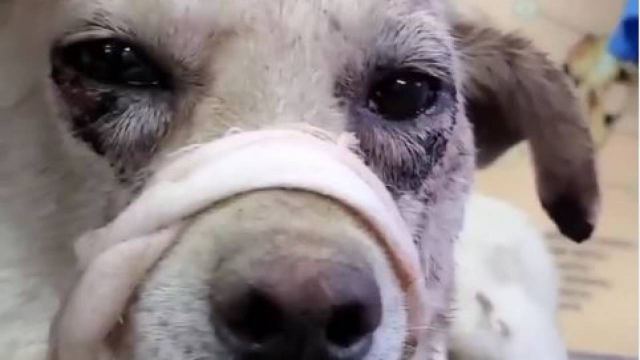 «Чтобы съесть»: Собаку били топором при детях в Казахстане