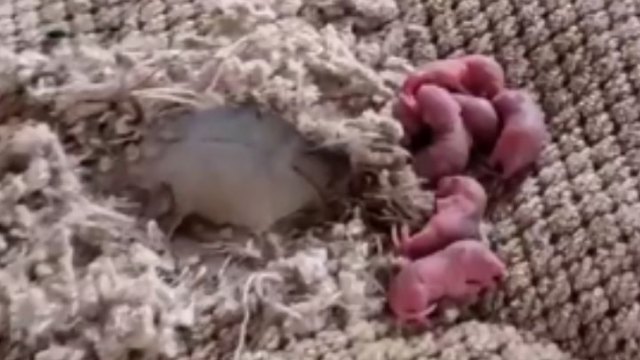 О, ужас! Женщина обнаружила в постели новорожденных крысят