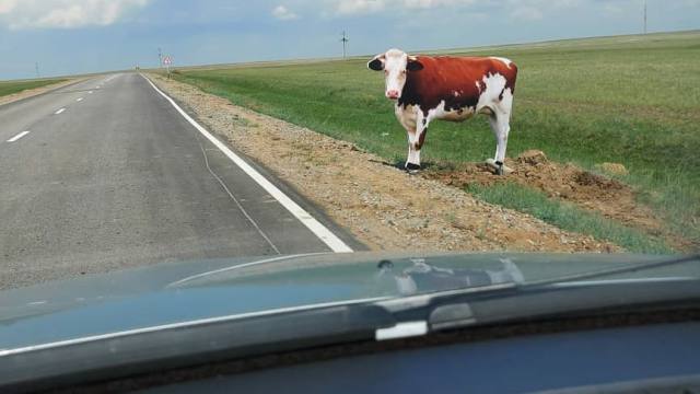Макеты коров появились на трассе в Костанайской области