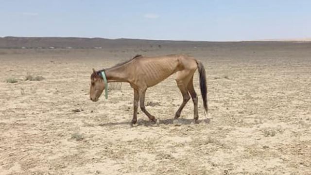 Голодных лошадей Мангистау хотят накормить костанайской травой