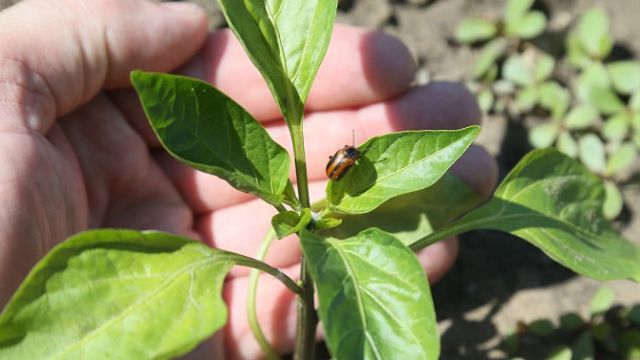 Рапсовые листоеды атакуют огороды жителей Костанайской области