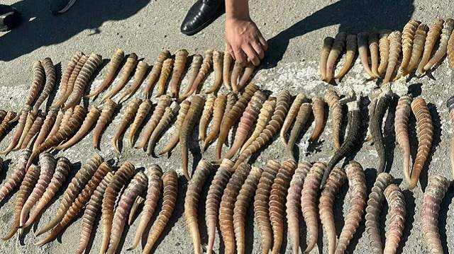 Костанайские полицейские изъяли у сельчанина 15 кг рогов сайги