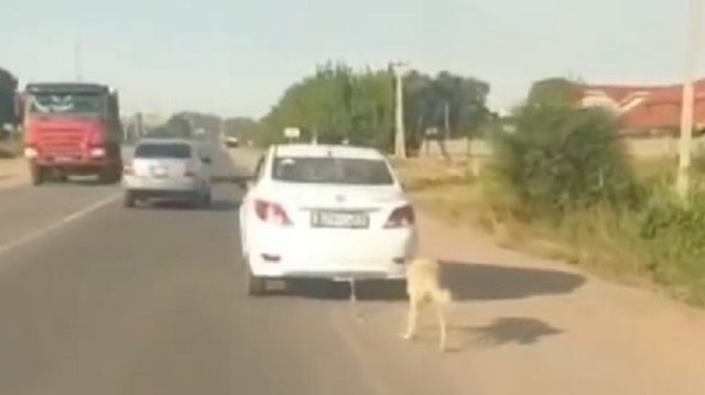 Видео: Живодер из Алматы ехал с привязанной к авто собакой