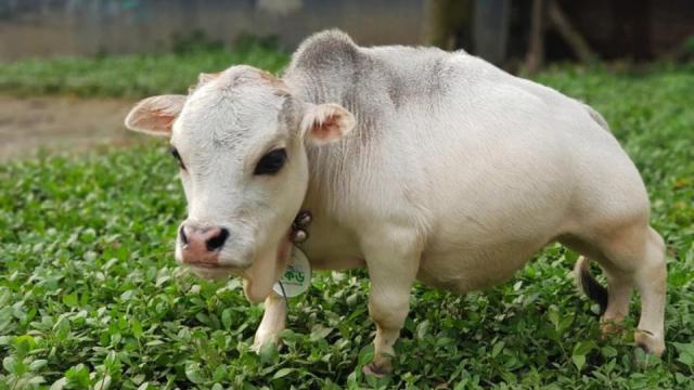 «Почти как божья коровка»: Где живёт самая маленькая корова в мире