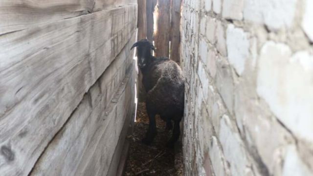 «Спасибо, Рэкс!» Овцу нашли между баней и сараем в Казахстане