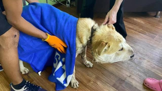 Живодёры пережали резинкой горло собаке в Казахстане
