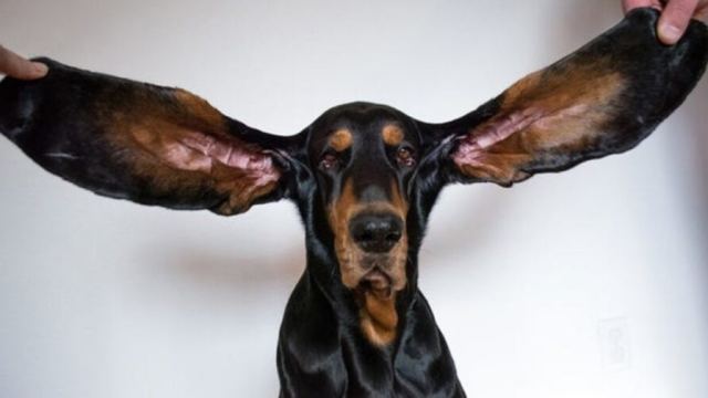 Собака с длиннейшими ушами попала в Книгу рекордов Гиннесса