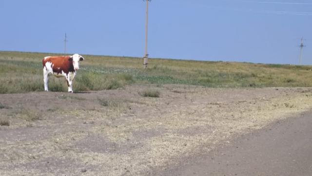 Корова просит сбросить скорость на трассе в Костанайской области