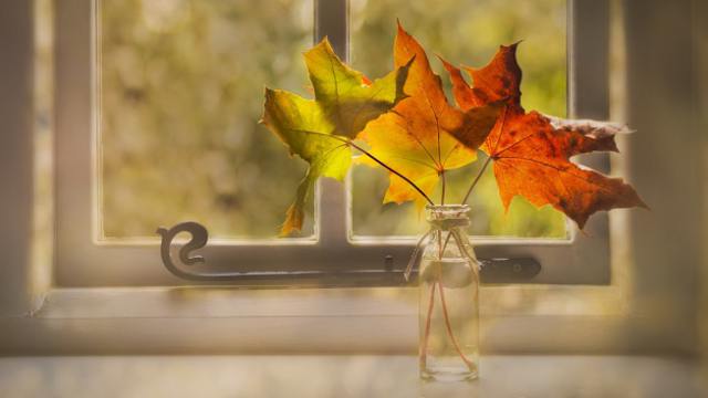 осень листья окно