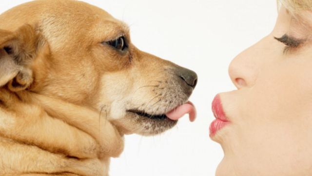 Любовь или голод? Почему собаки облизывают своих хозяев