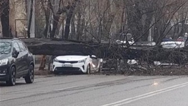 Огромное дерево рухнуло на авто в центре Алматы
