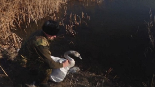Замерзающих лебедей спасают в пригороде Петропавловска