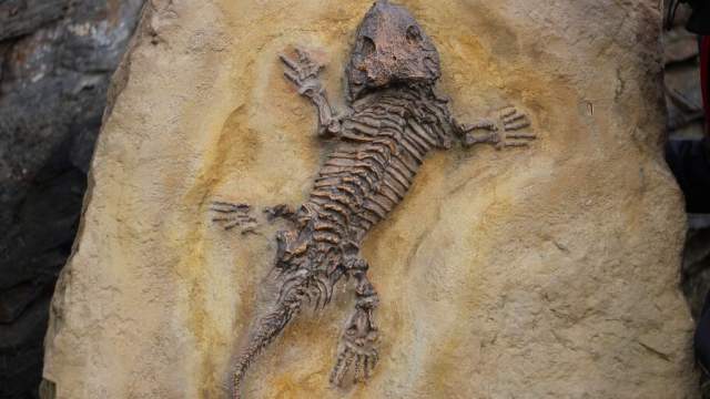Учёные нашли останки неизвестного животного возрастом 300 млн лет
