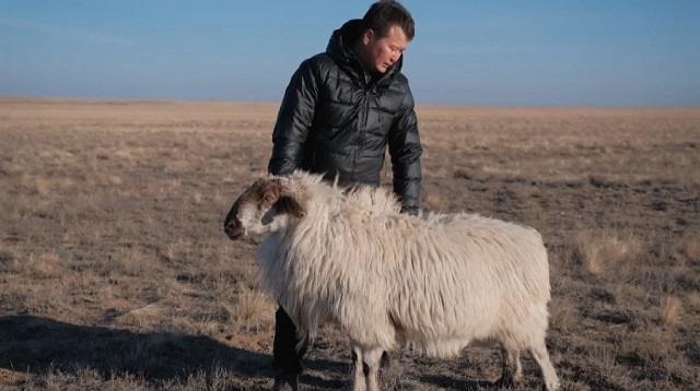 Стокилограммовых овец выращивает фермер из Караганды