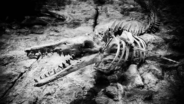 Учёные выяснили, почему на самом деле вымерли динозавры