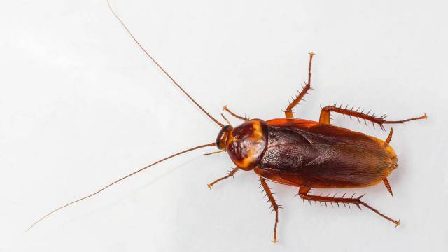 «Врач был в шоке»: Мужчина три дня жил с тараканом в ухе