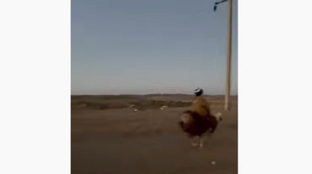 «Настоящий джигит!»: Видео с мальчиком на баране рассмешило Сеть