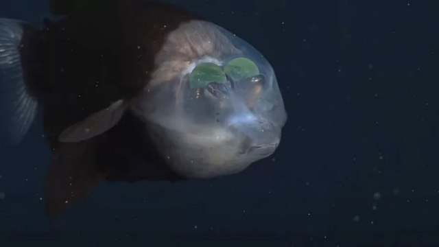 В Тихом океане обнаружили рыбу с прозрачной головой