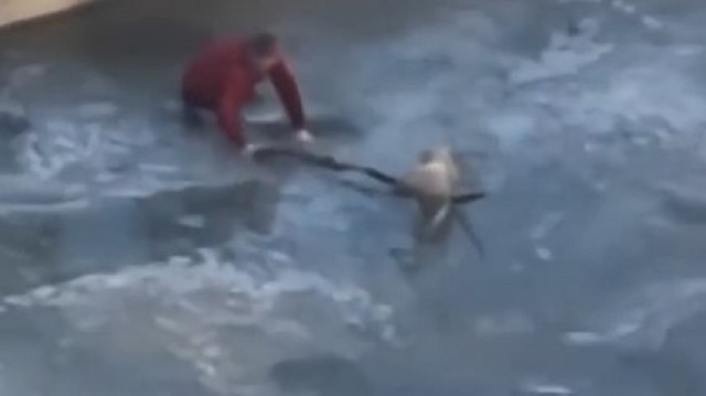 Видео: Казахстанец спас застрявшую во льду собаку