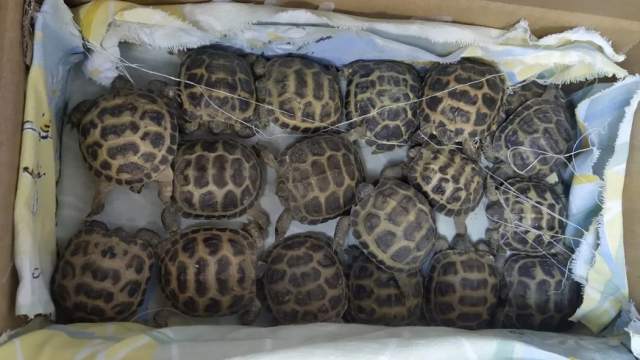 50 черепах нелегально вёз через Челябинск житель Костаная
