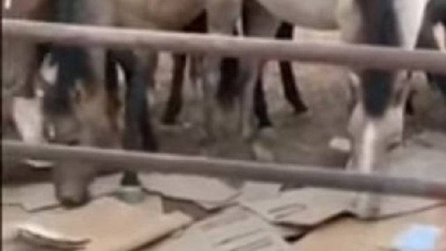 Картонную трапезу домашнего скота сняли на видео в Мангистау