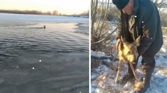 Видео: Фермер спас тонущую косулю в Павлодарской области