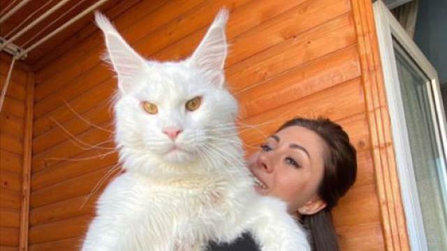 Гигантский кот Кефир из России пугает прохожих своими размерами