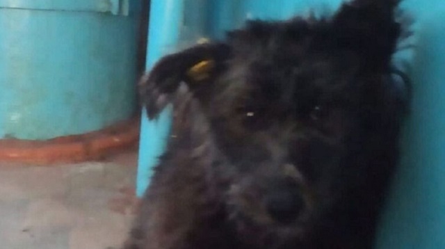 Собаку закопали заживо изверги в Костанае
