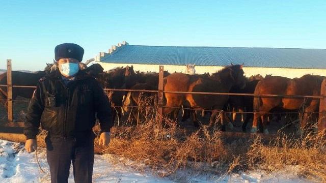 Сорок лошадей поместили на штрафстоянку в Павлодарской области