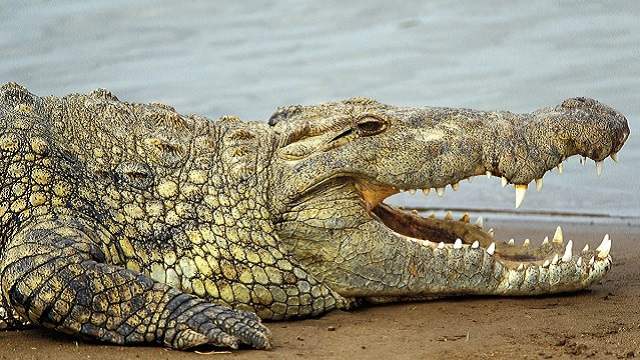 Крокодил откусил руку стиравшей одежду в реке женщине