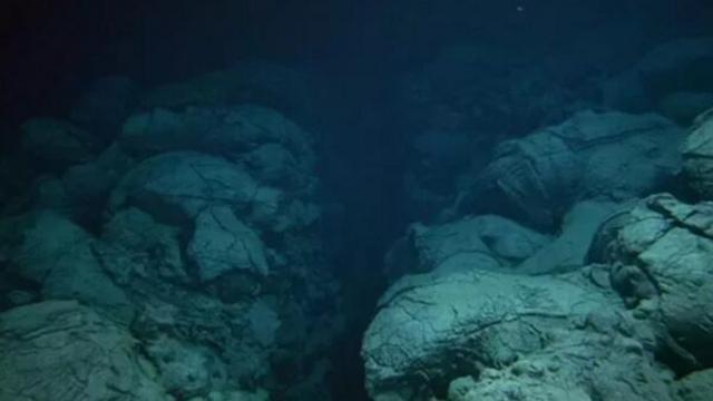 На дне океана нашли неизвестных науке существ