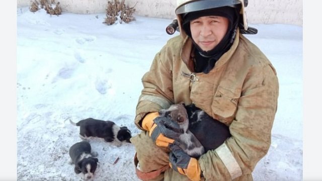 Пожарные спасли щенят из горящего здания в Павлодарской области