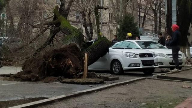 Рухнувшее дерево придавило два автомобиля в Алматы