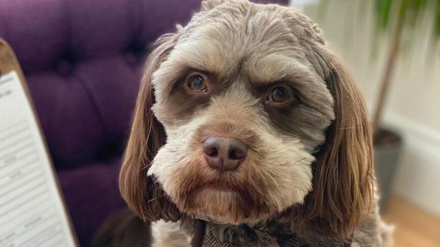 Собака с внешностью «ворчливого старика» удивила соцсети