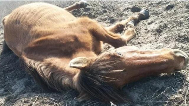 «Кровь изо рта»: В Казахстане от неизвестной болезни гибнут лошади
