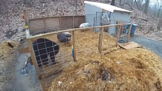 Схватка двух свиней с медведем на ферме попала на видео