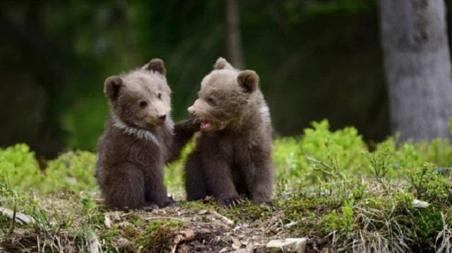 Соцсети умилил медвежонок, сломавший скрытую камеру в лесу