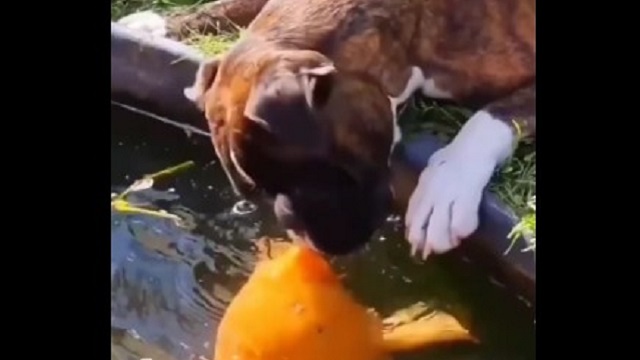 Видео: Поцелуй собаки и рыбы умилил пользователей Сети