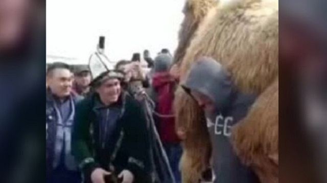 Видео: Батыр из Казахстана поднял верблюда и пронёс его 20 метров