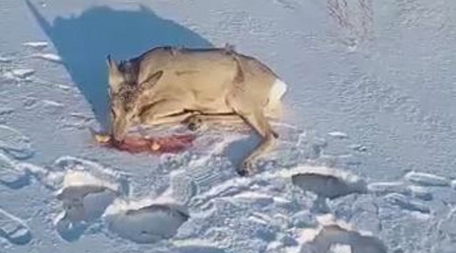 Раненую косулю спас от диких собак уроженец Костаная