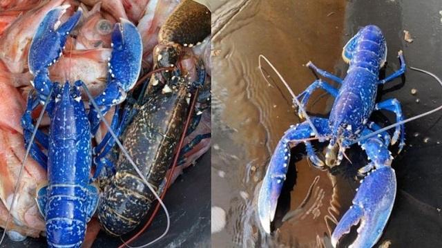 «Ну какова красота!»: Рыбак поймал и выпустил редкого синего омара