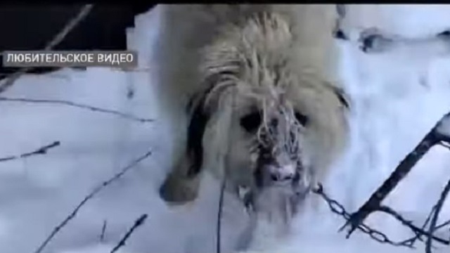 Казахстанец пришел к соседям занять денег и зарезал их собаку