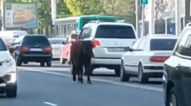 «Это моя подруга»: Корова посреди улицы рассмешила казахстанцев