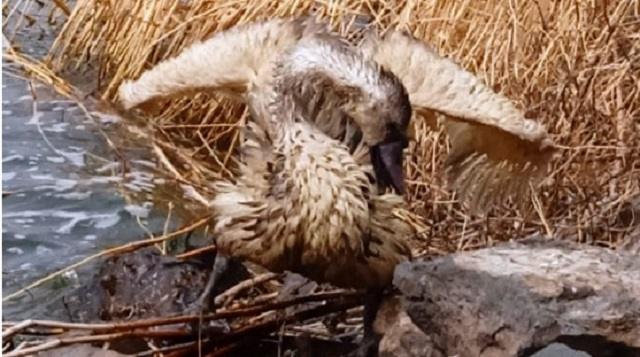 «В своей среде»: Лебедь Яша из Лисаковска отпущен на свободу