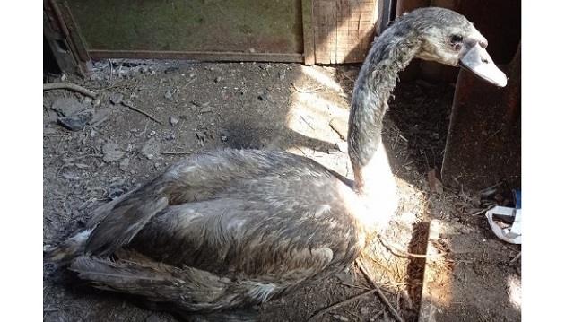 Жительница Лисаковска спасла лебедя. Как теперь дать ему свободу?