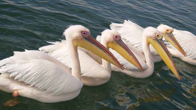 Откуда прилетели розовые пеликаны в Костанайскую область