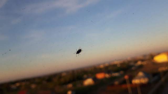 Неизвестные крылатые насекомые атакуют жителей Костаная