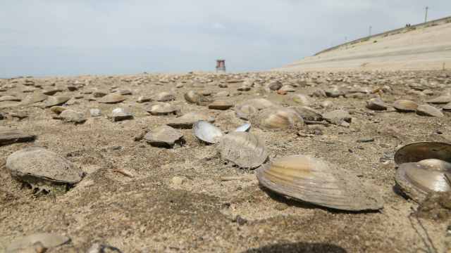 Моллюски ходят по сухому дну водоёма в Костанайской области